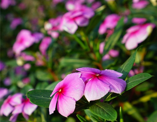 ���ލu�Ļ� �������ξW