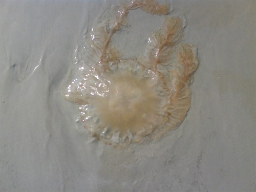 �������Σ��V������������