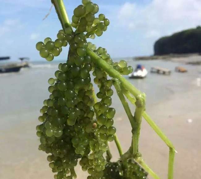 ���ލu���V������������