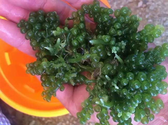 ���ލu���V������������