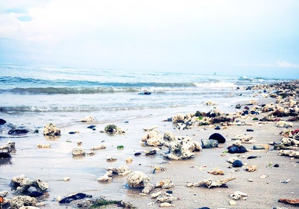 ���ލu���ι��ԣ����ލu�������V������������