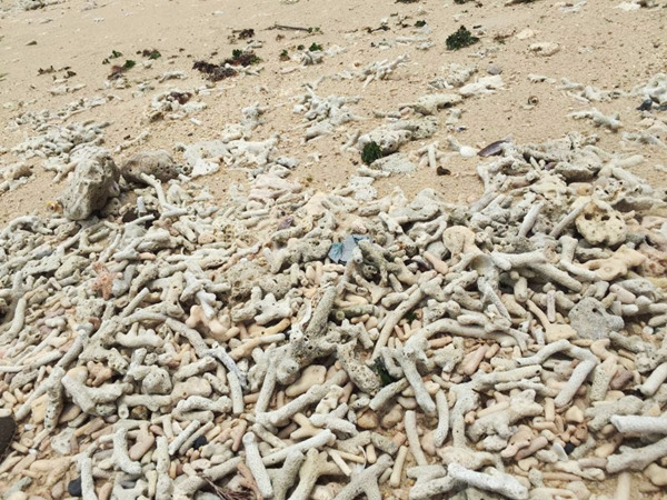 �V�����������������ލu